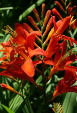 crocosmia okovango - abriachan nurseries